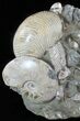 Cretaceous Nautilus and Ammonite Cluster - Madagascar #59727-1
